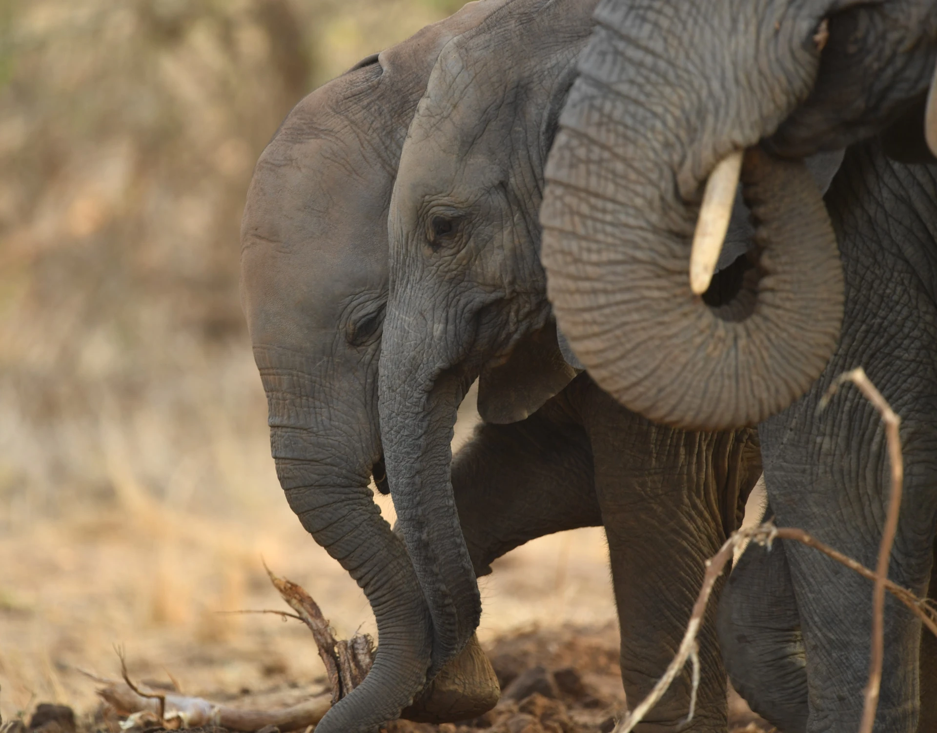 Tsavo East & West Explorer