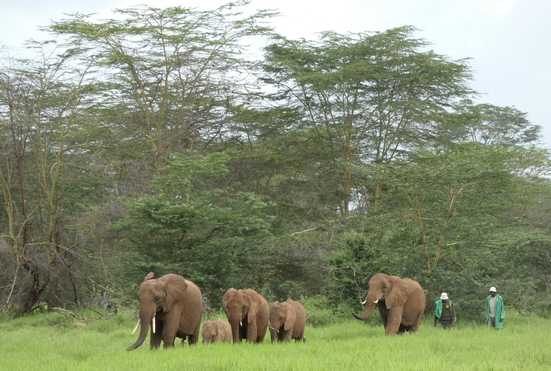 Elephants of Tsavo & Amboseli