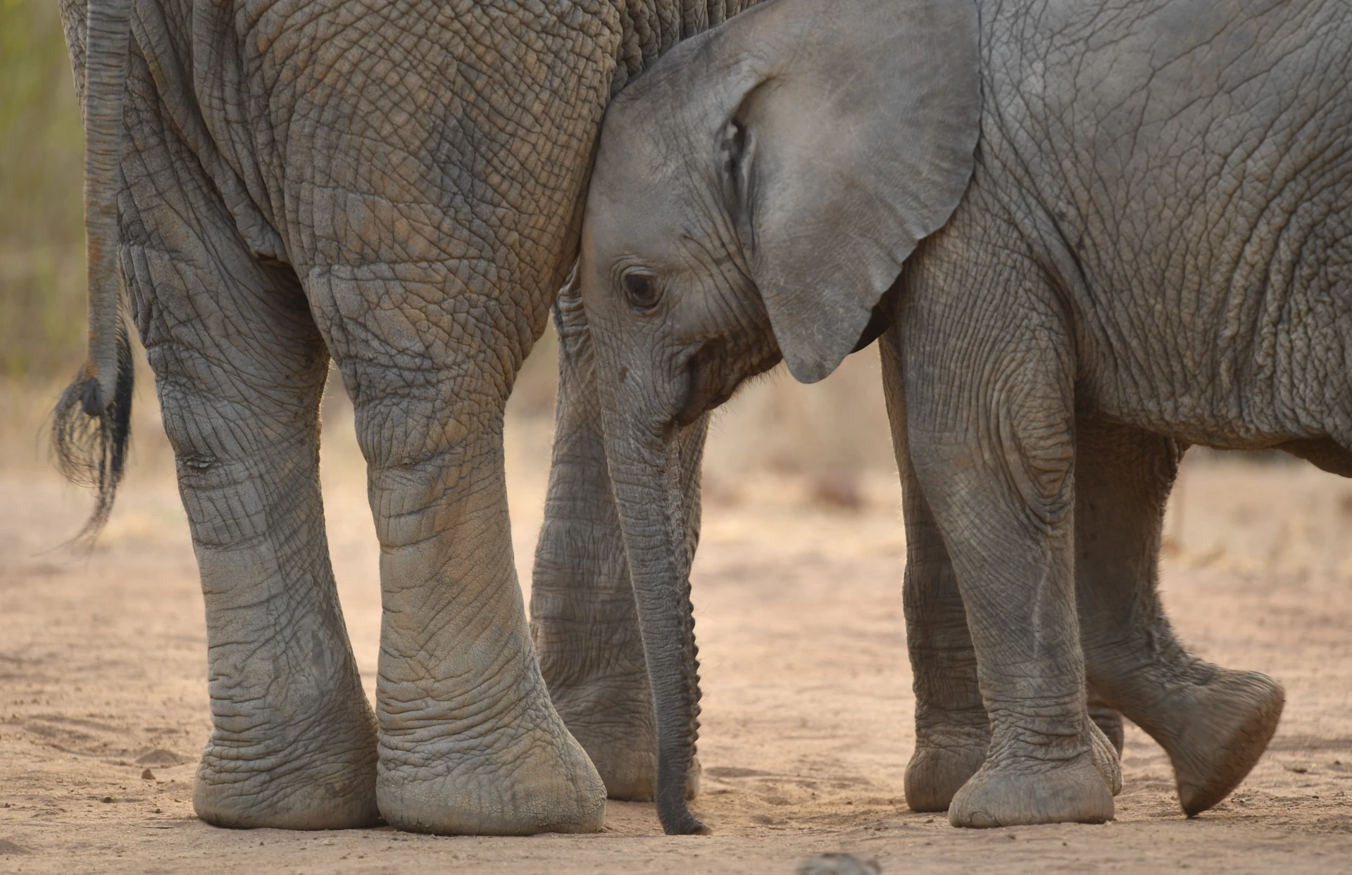 The Great Tsavo Safari