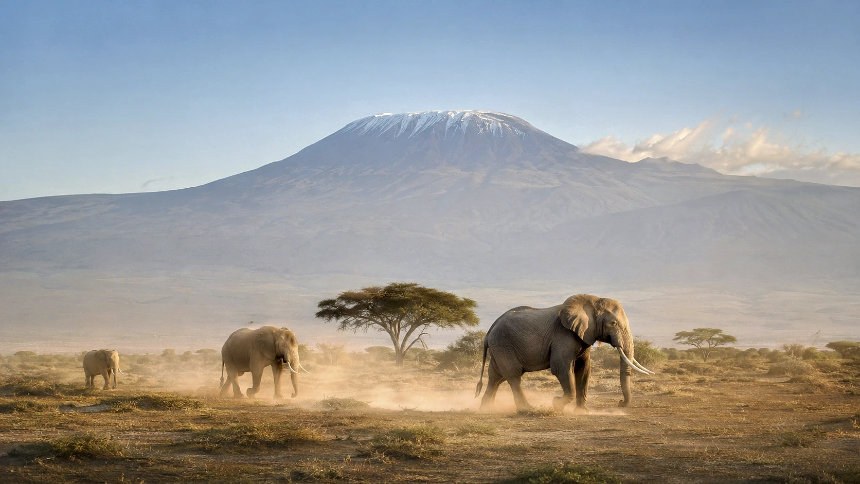 Red Elephants & Kilimanjaro