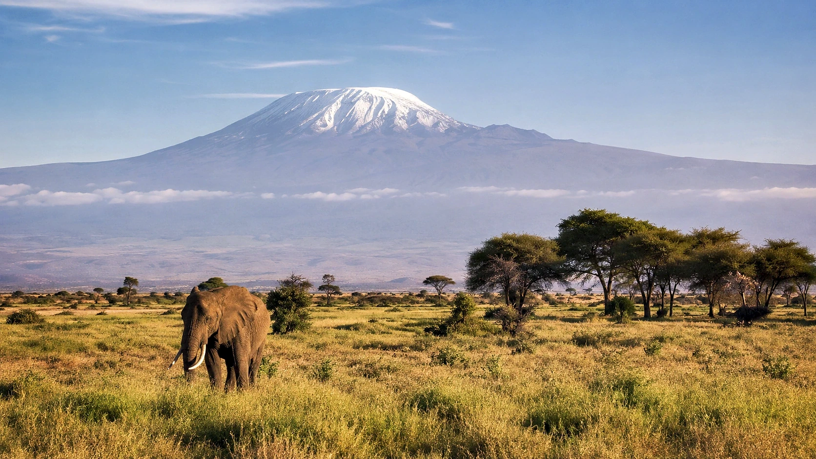 Red Elephants to Big Cats Safari