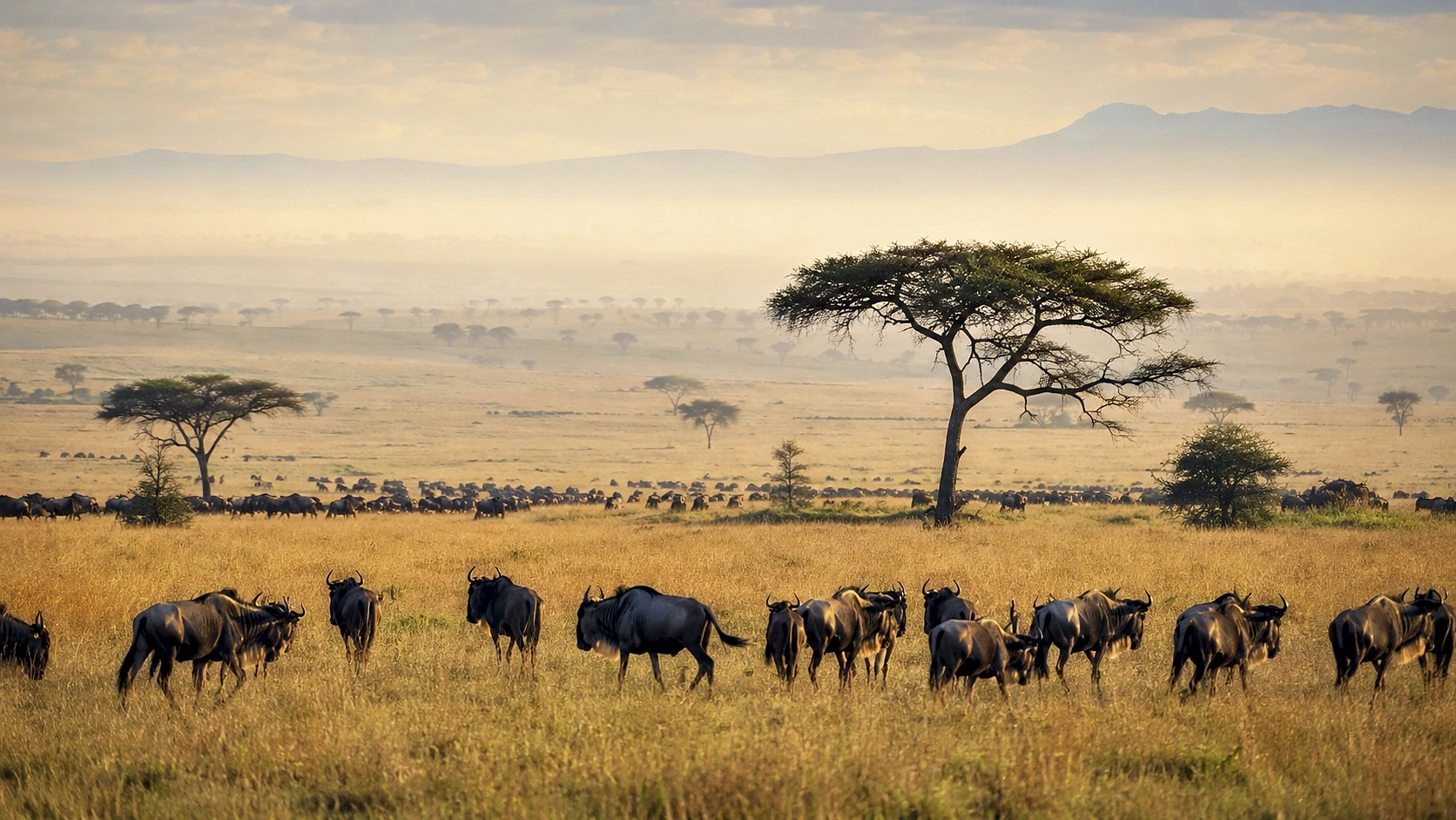 Mara & Serengeti Grand Safari