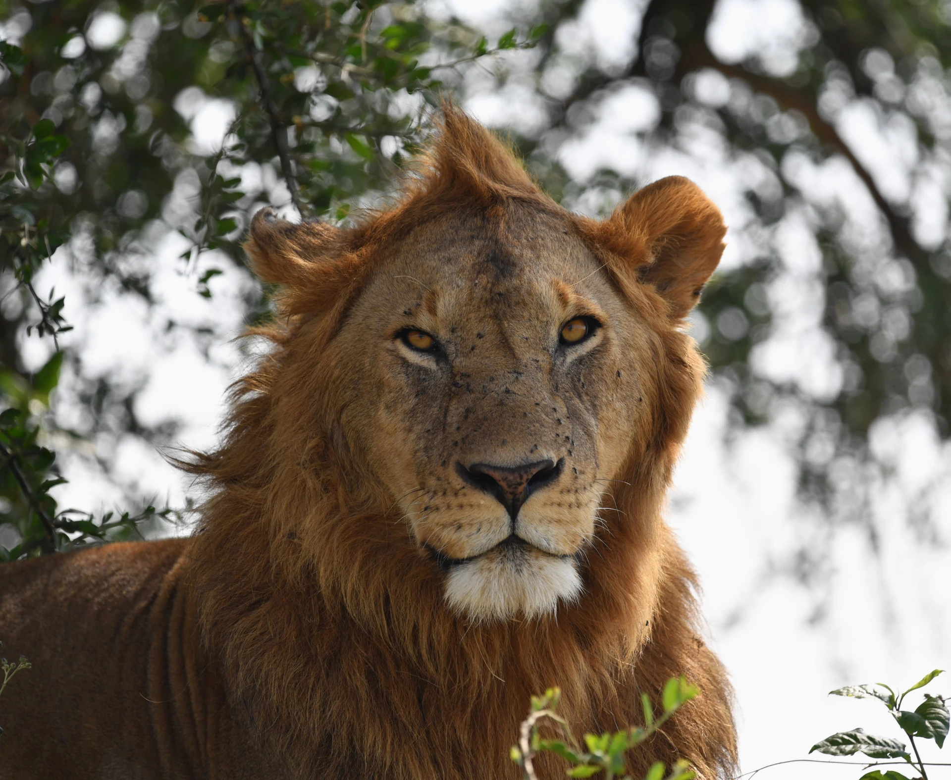 Grand Kenya–Tanzania Safari