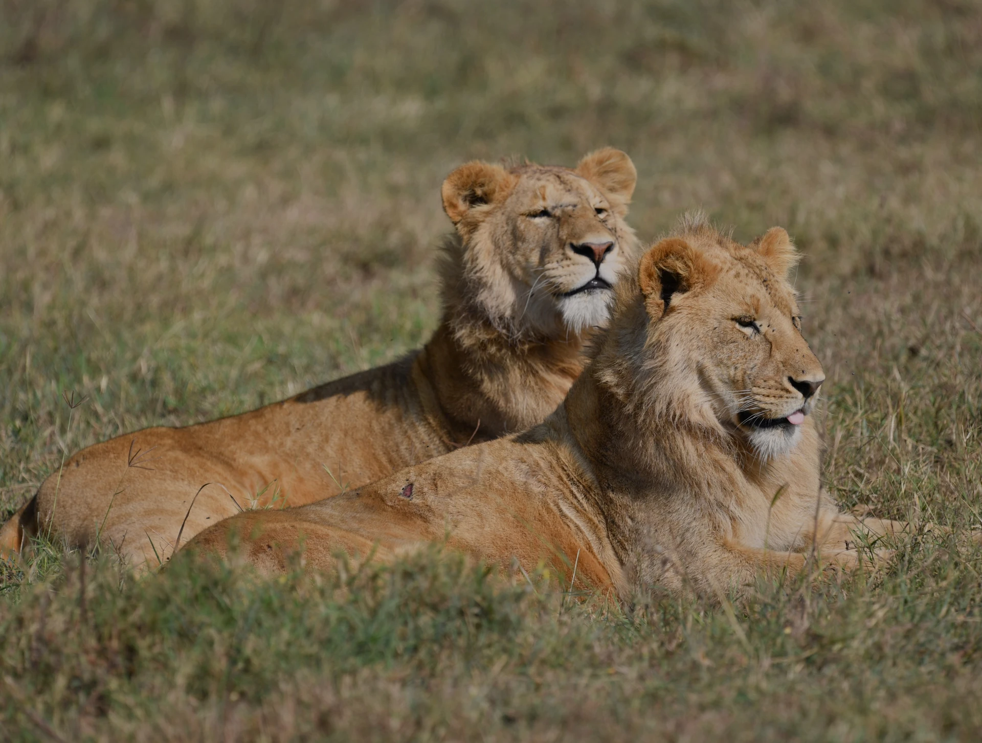 Great Migration Cross-Border Safari