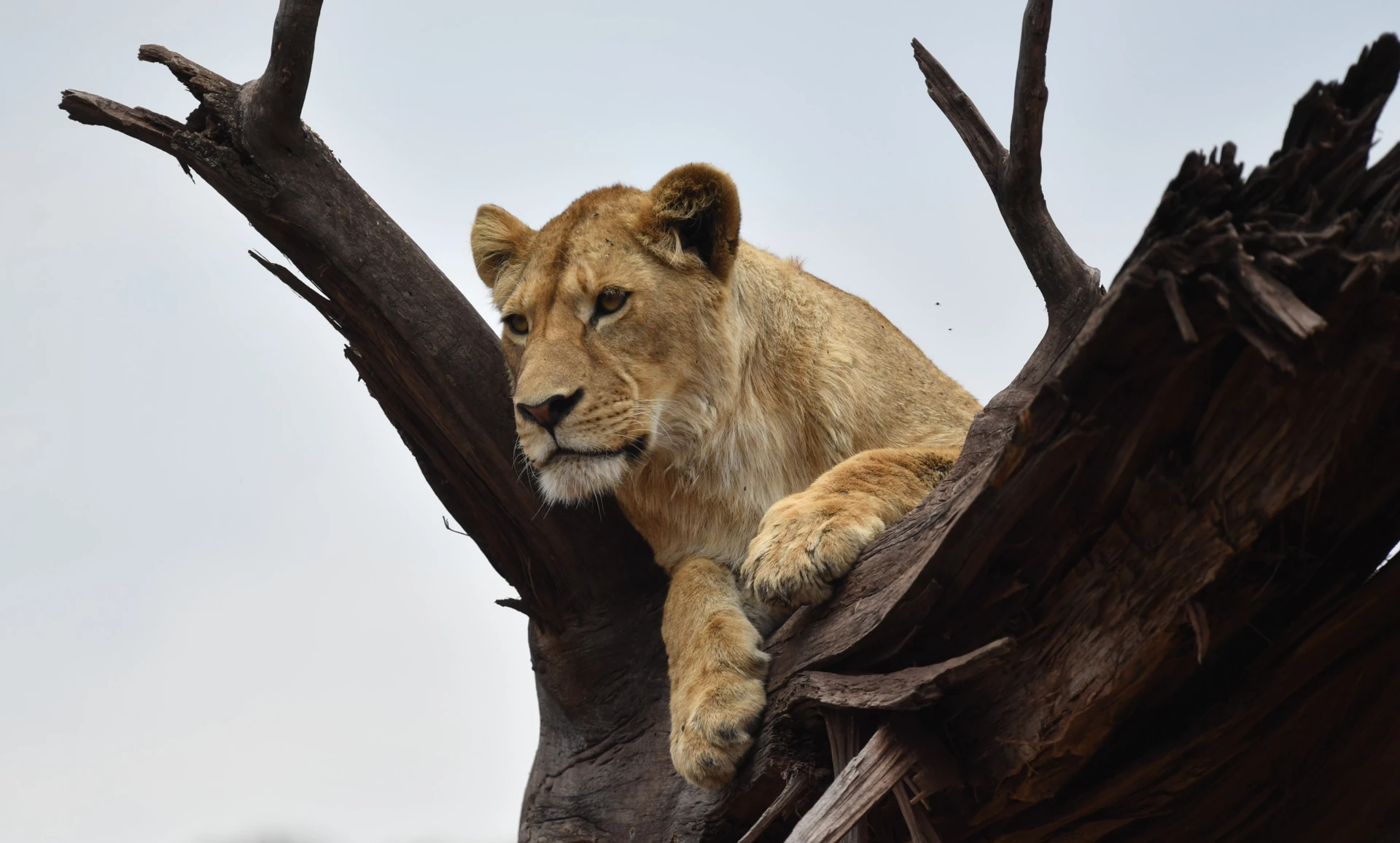 The Great East African Savannah