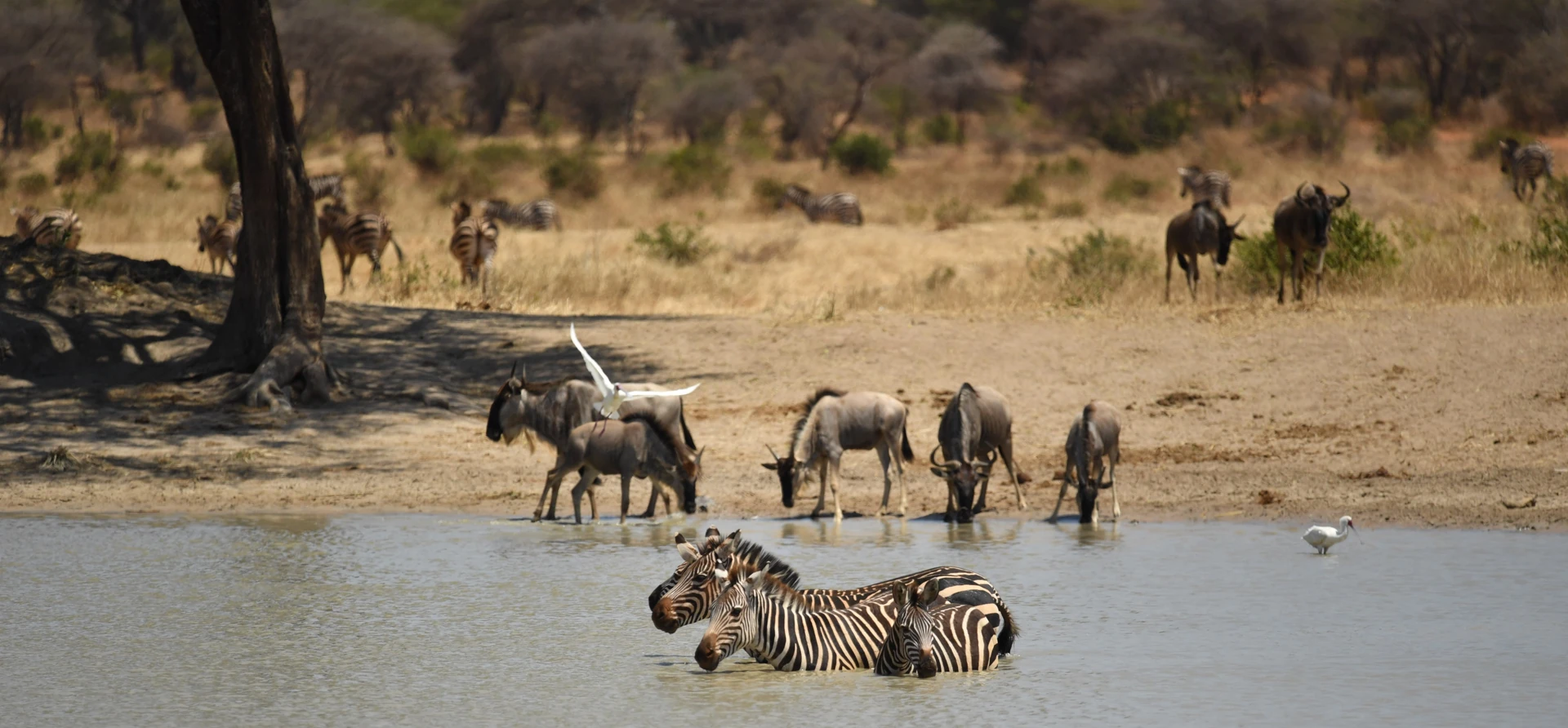 From Kilimanjaro to the Serengeti