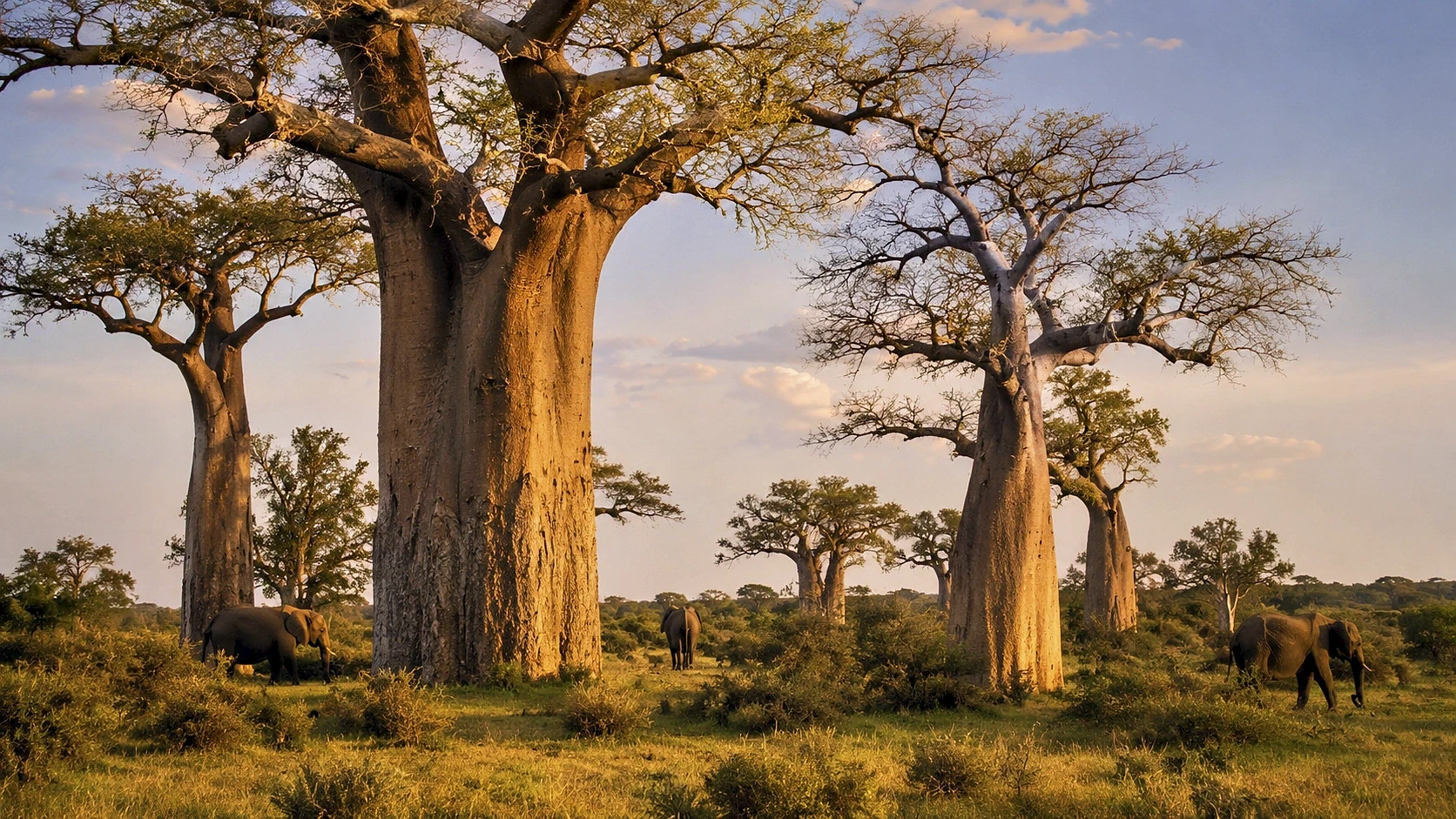 Two Nations Grand Safari