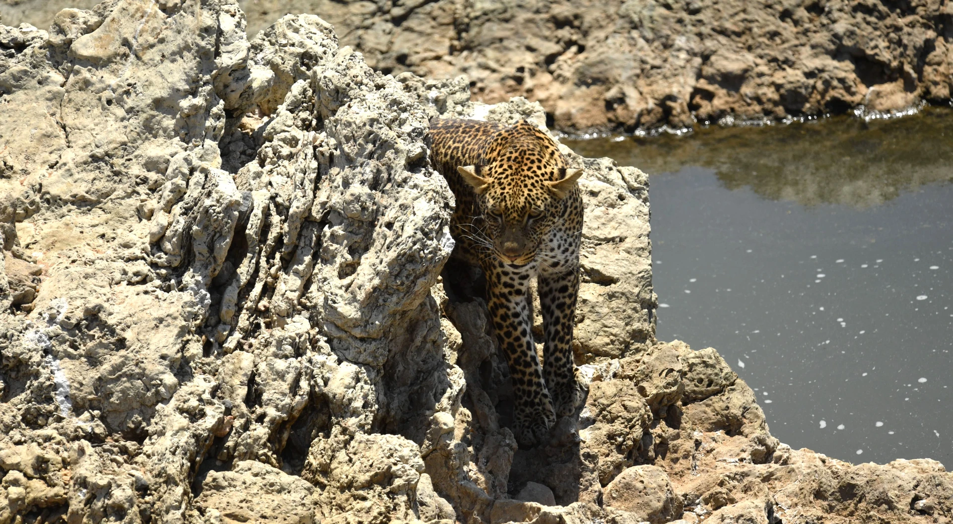 Western Kenya & Serengeti Discovery