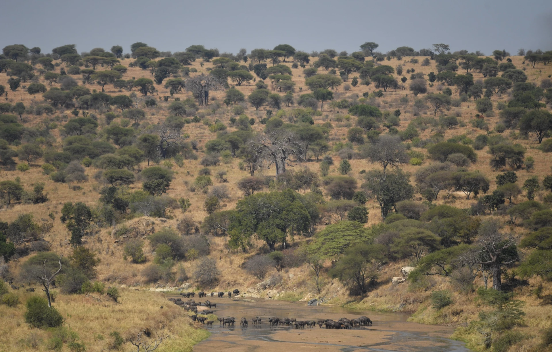 Classic Northern Tanzania Safari 6 Days / 5 Nights