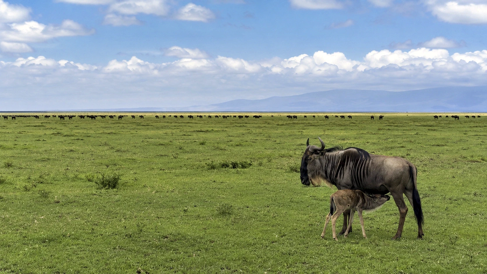 Tanzania Grand Explorer 10 Days / 9 Nights