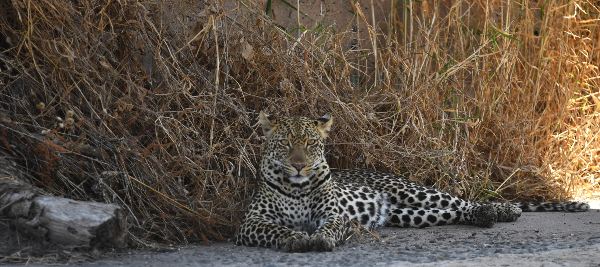 Serengeti Fly-in Escape 4 Days / 3 Nights