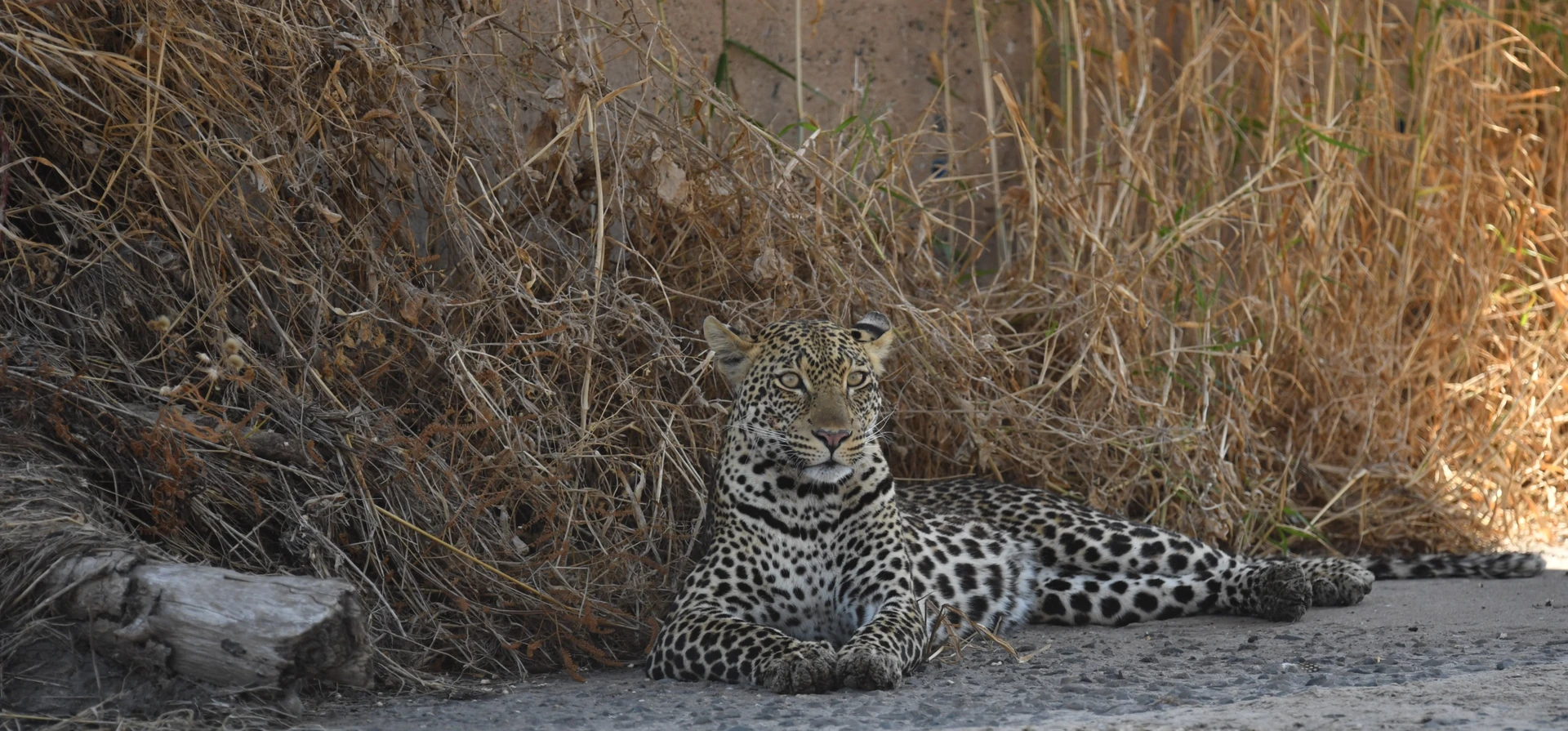 Classic Northern Fly-in Safari 5 Days / 4 Nights