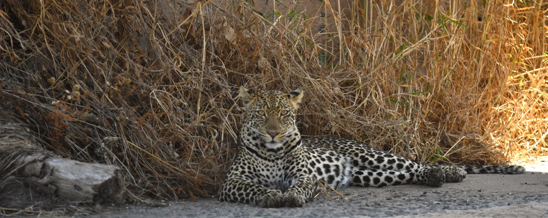 Signature Northern Fly-in Safari 6 Days / 5 Nights