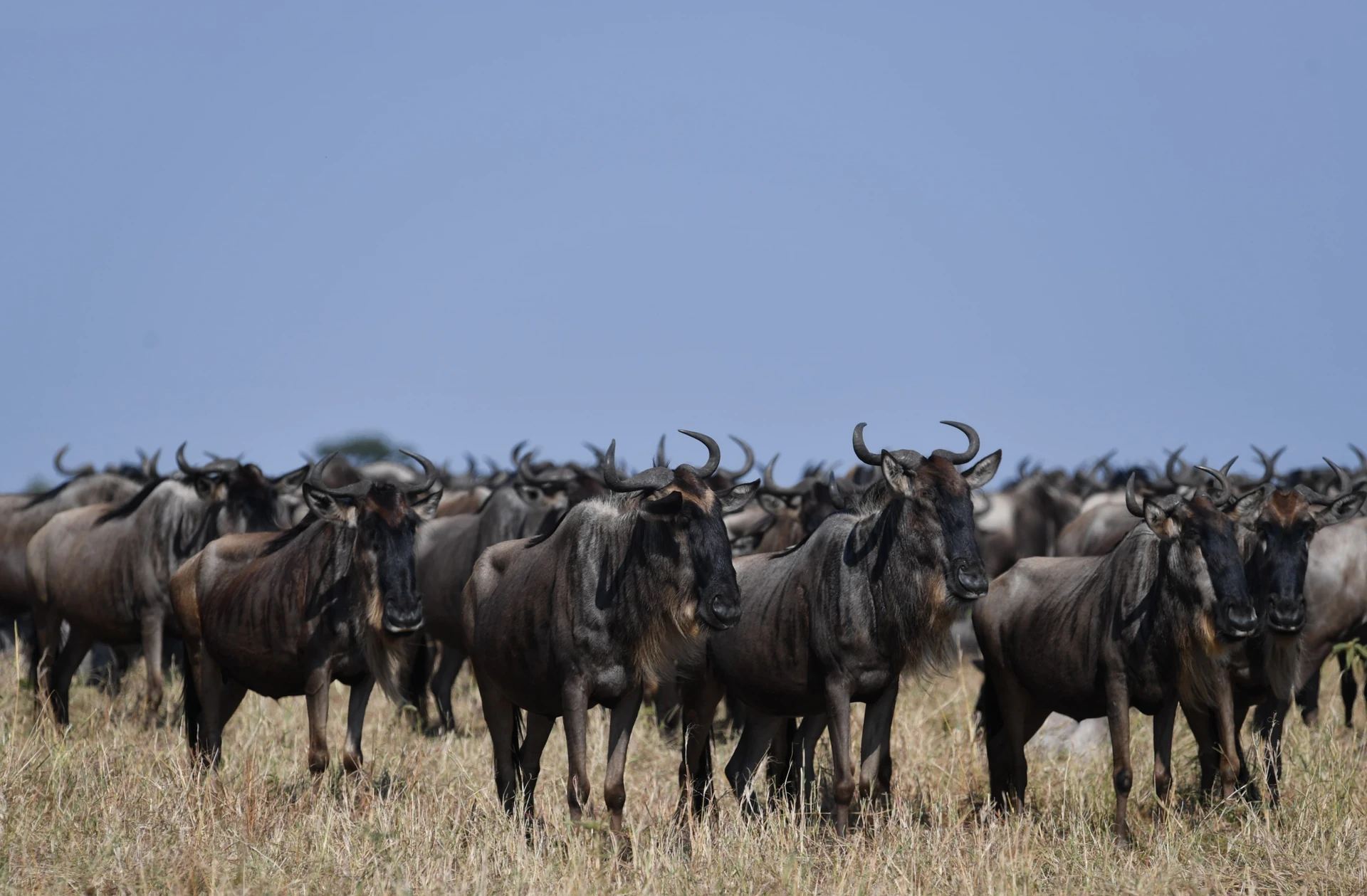 Murchison Falls Explorer 4 Days / 3 Nights