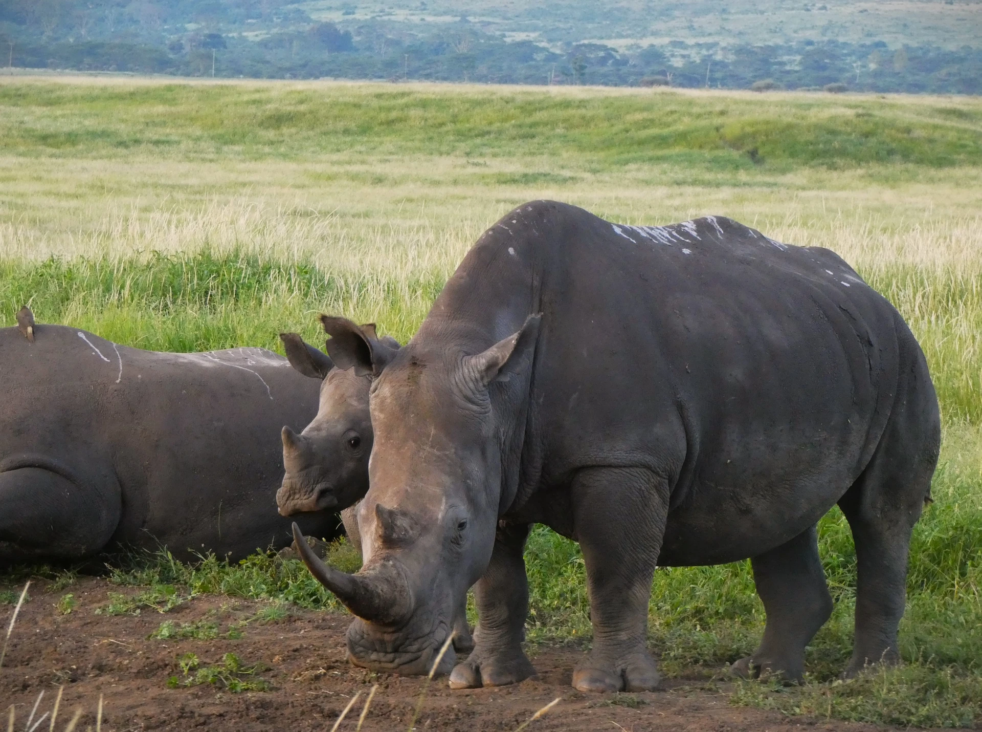 Queen Elizabeth Wildlife Safari 5 Days / 4 Nights