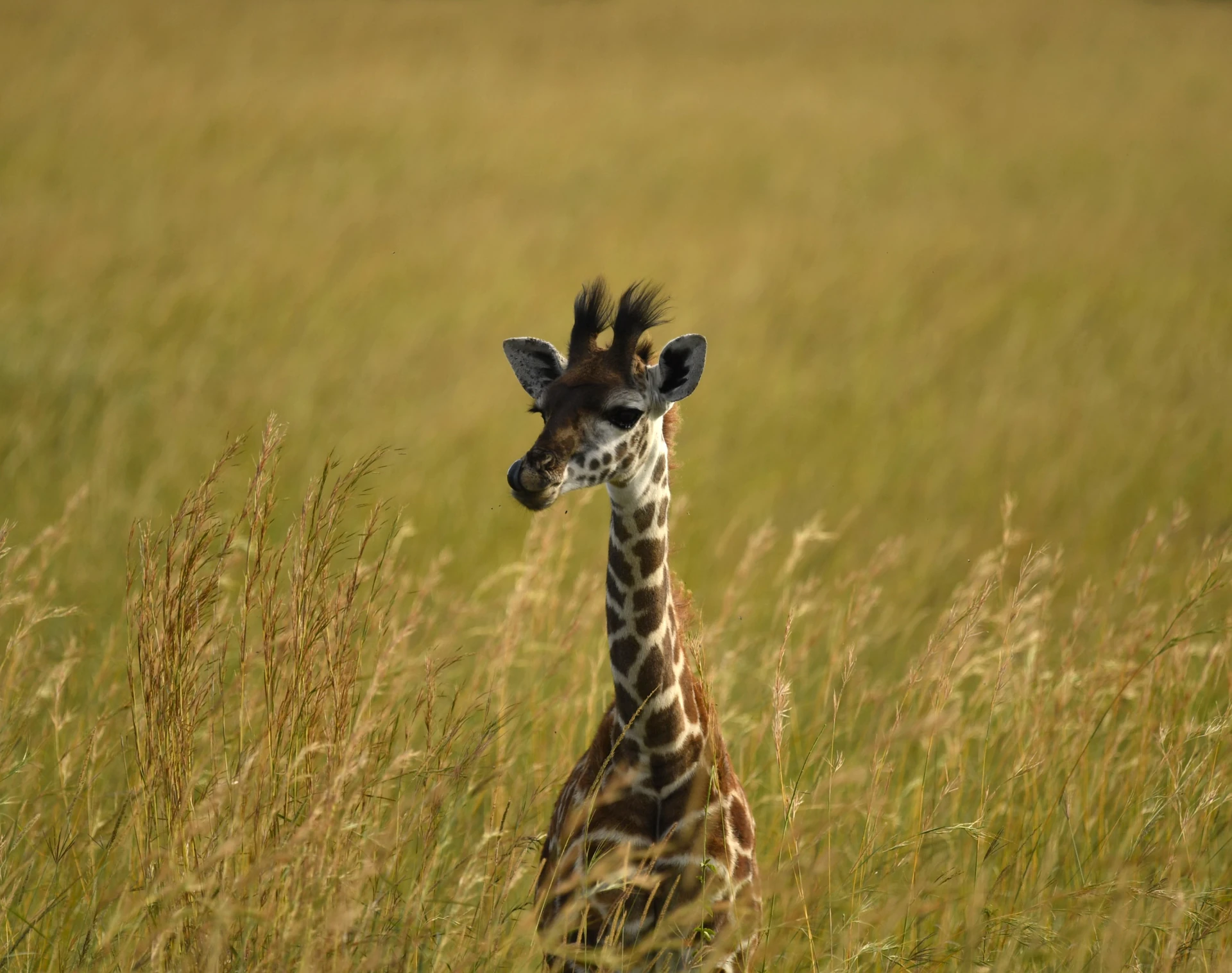 Primates & Wildlife Adventure 6 Days / 5 Nights