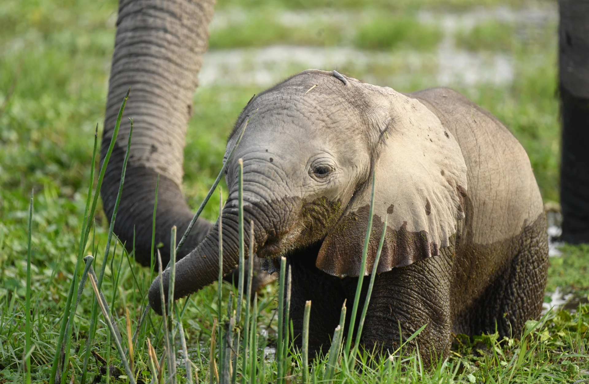 Uganda Wildlife Expedition 8 Days / 7 Nights