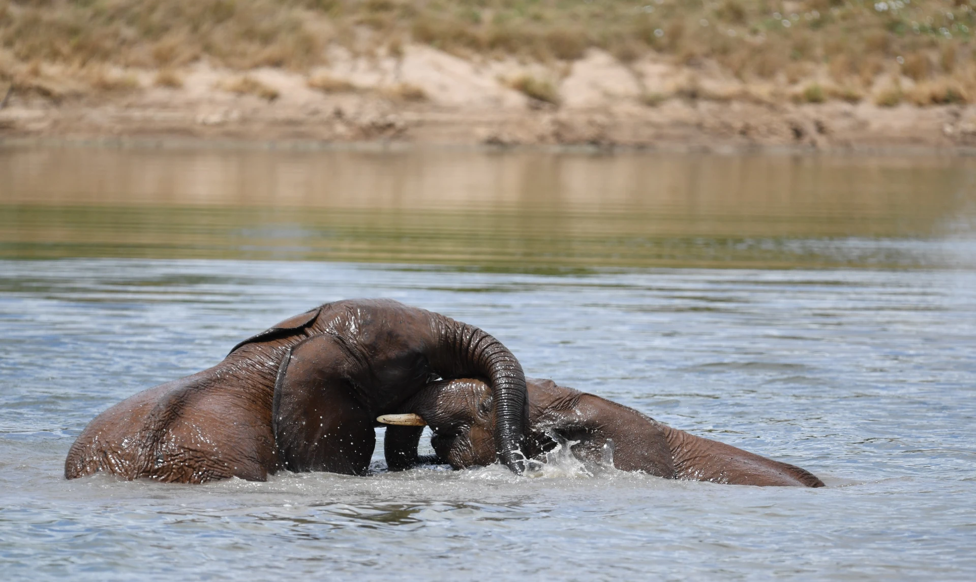 Ultimate Uganda Expedition 11 Days / 10 Nights