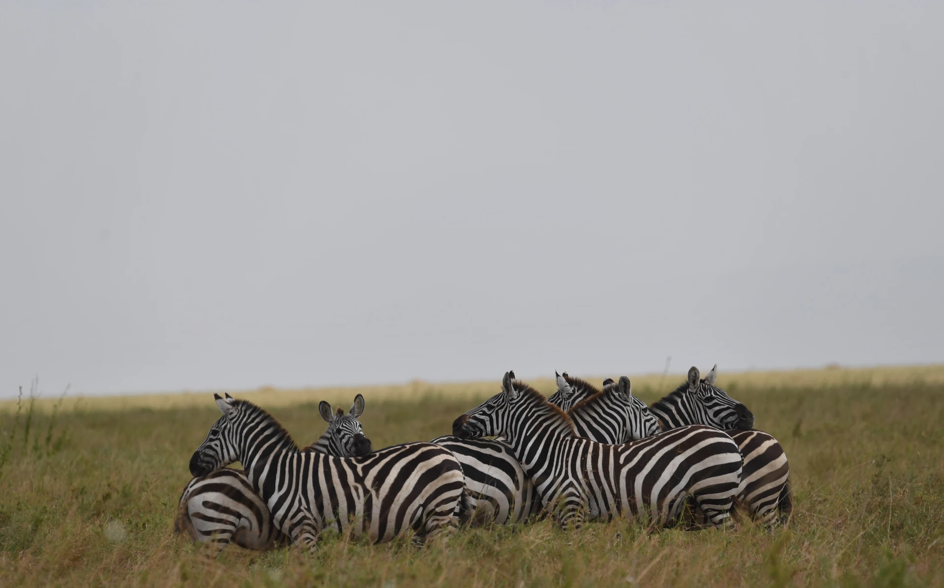 Gorillas in the Mist