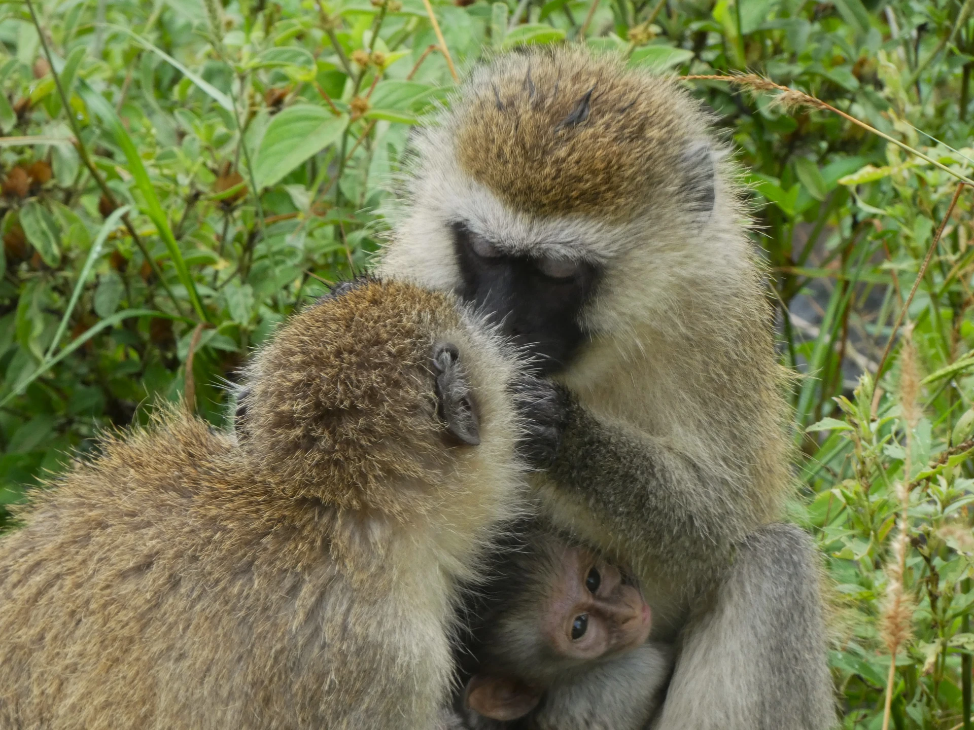 Gorillas & Golden Monkeys