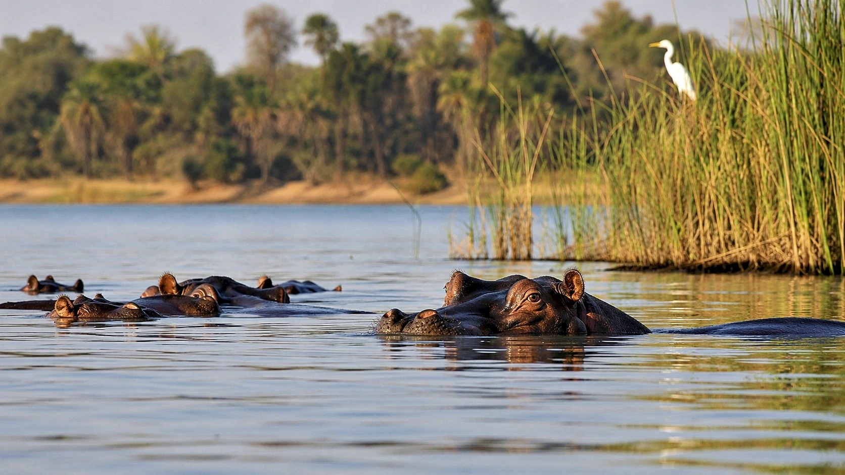 Primates & Lake Kivu