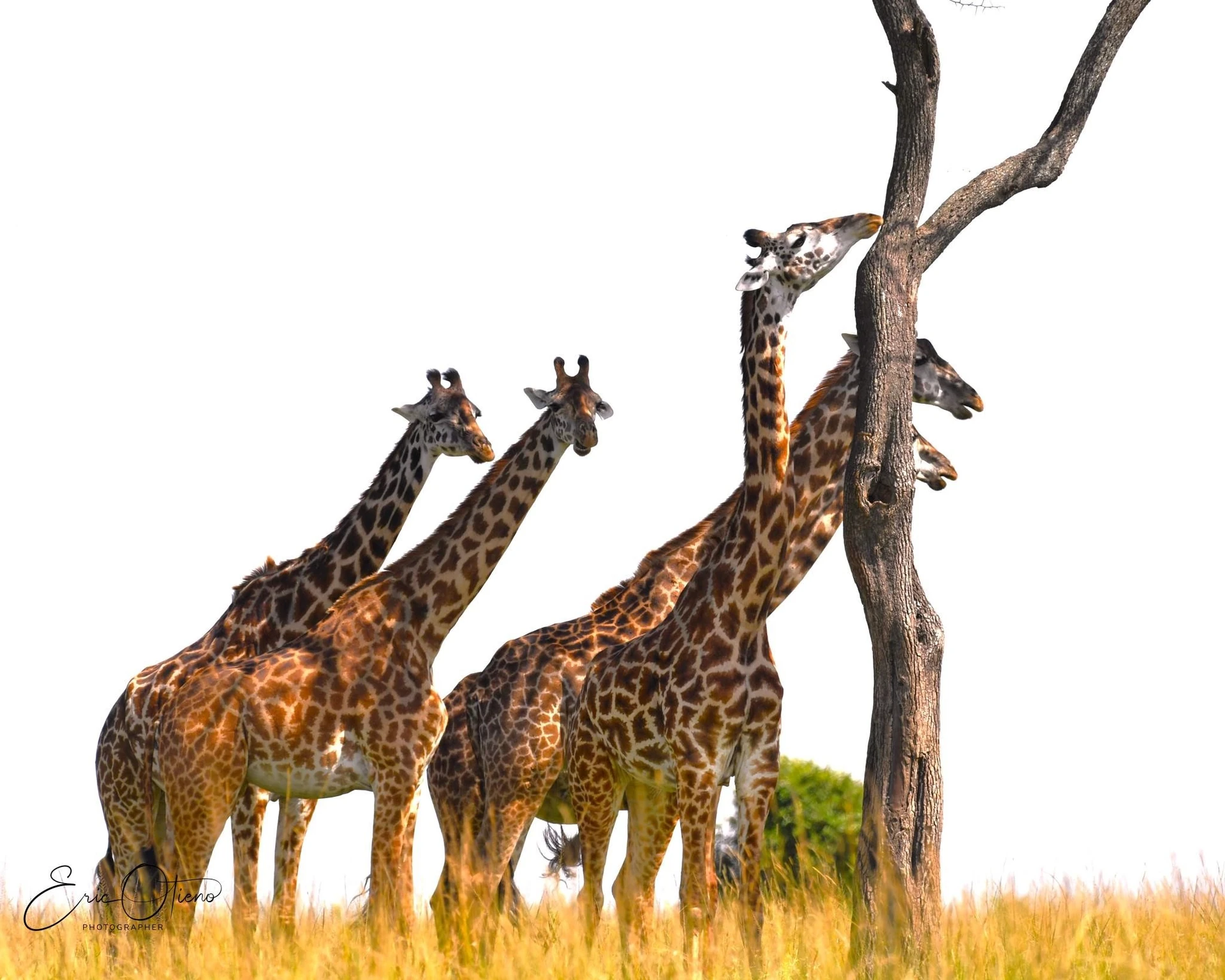 Rwanda Culture & Primates