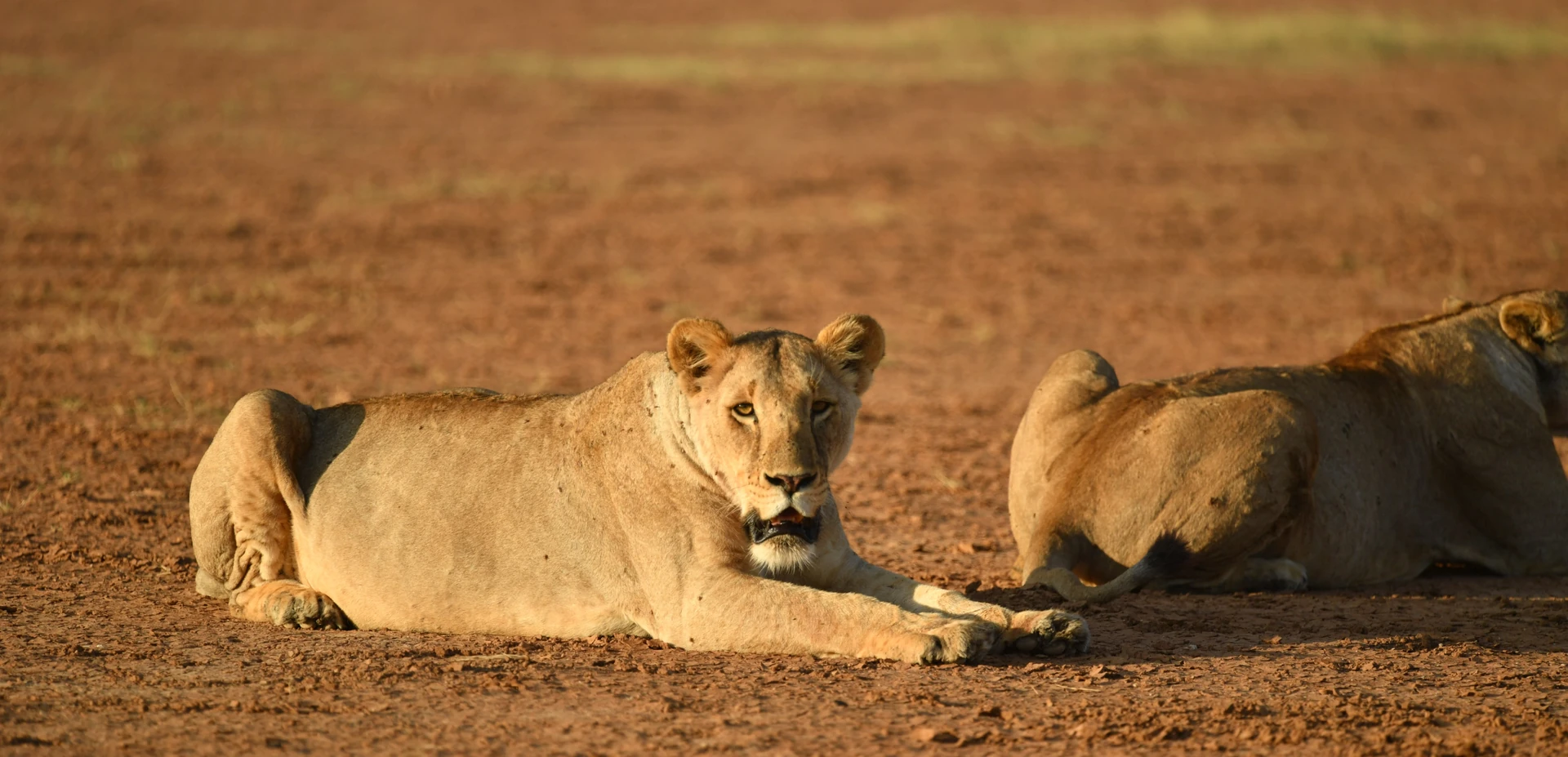 Rwanda Grand Wildlife Safari
