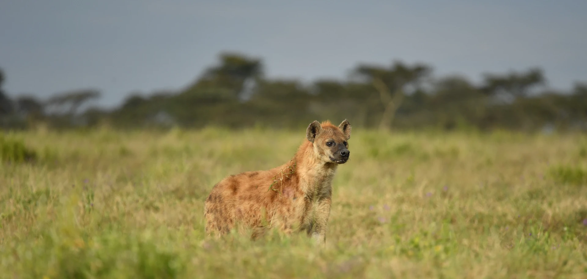 Rwanda Lakes, Forests & Gorillas