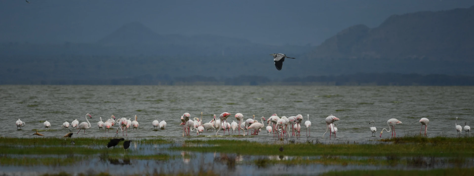 Rwanda Signature Safari