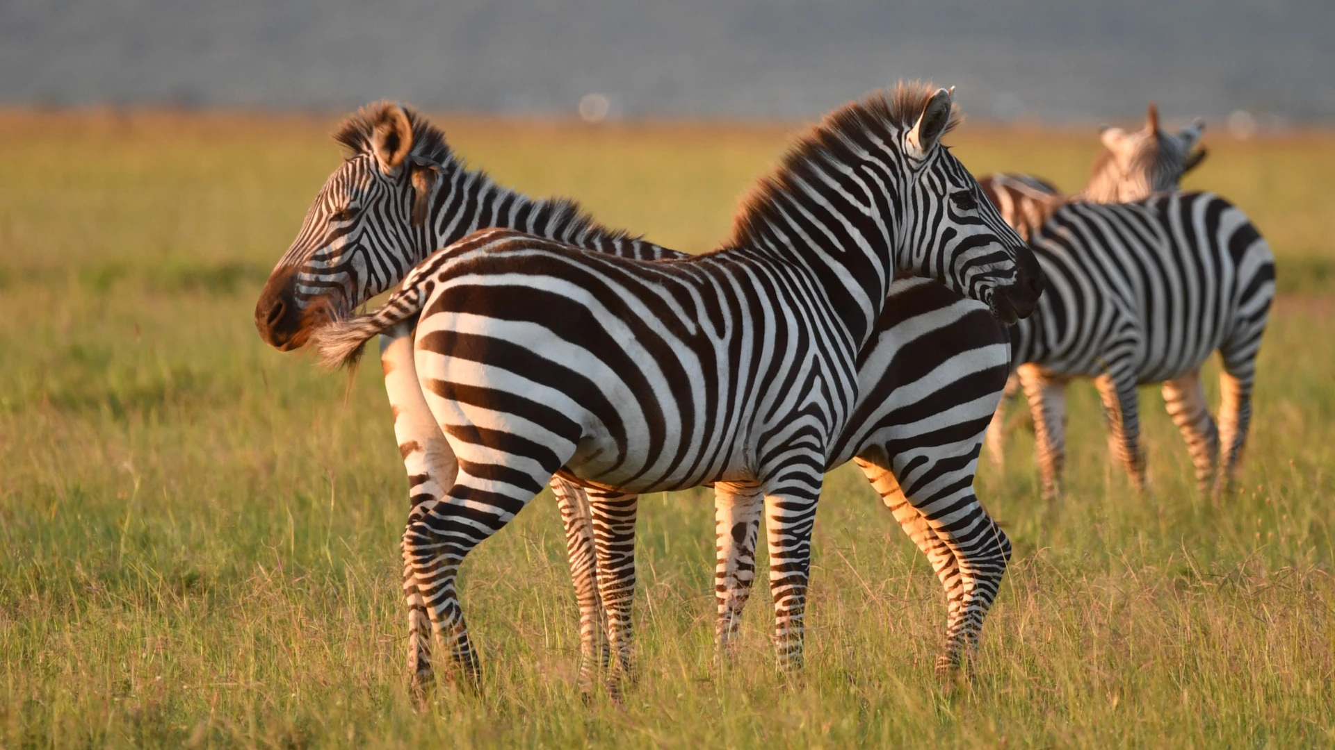 Rwanda Wildlife, Culture & Primates