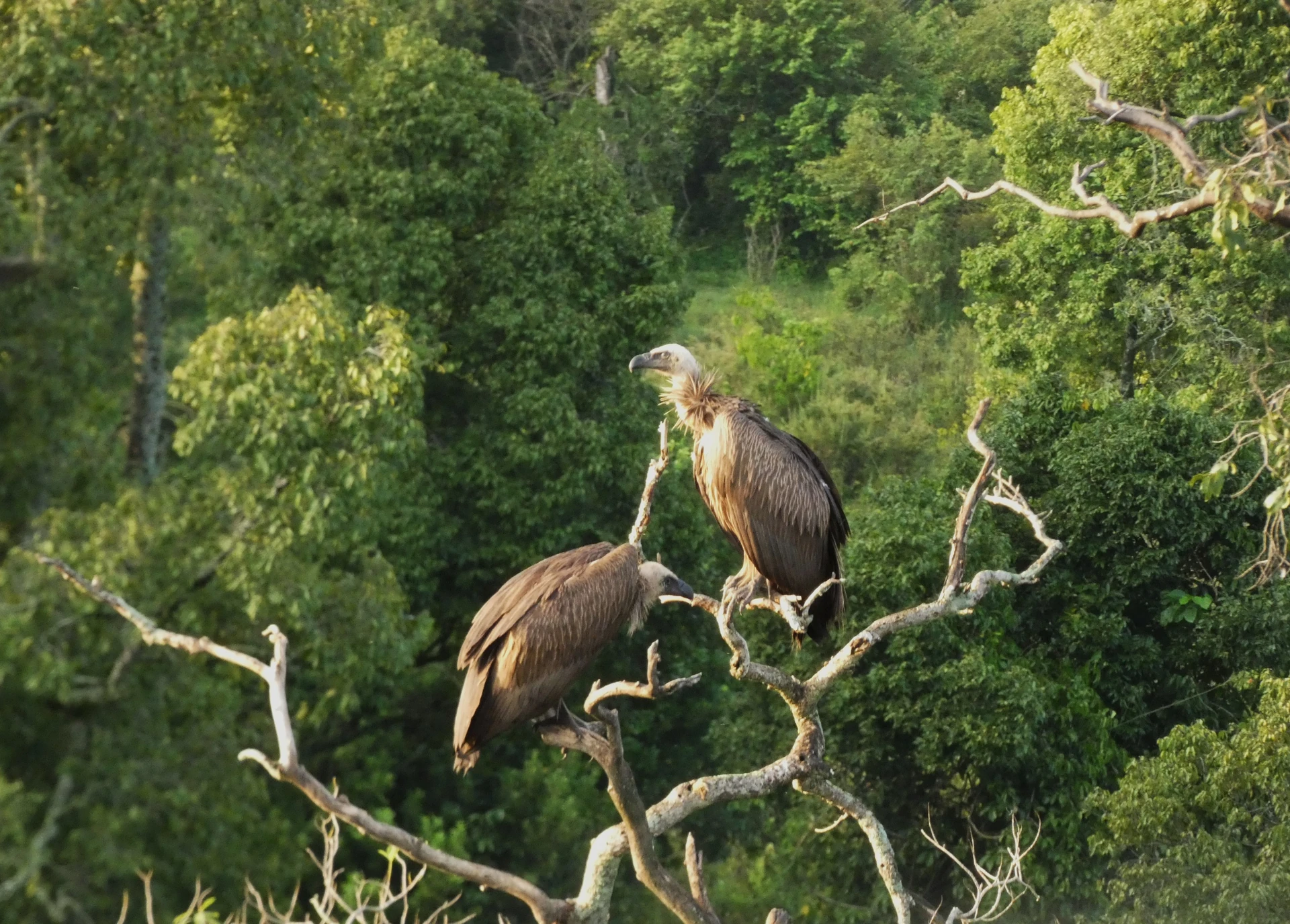 Akagera Fly-In Big Five Safari 3 Days / 2 Nights