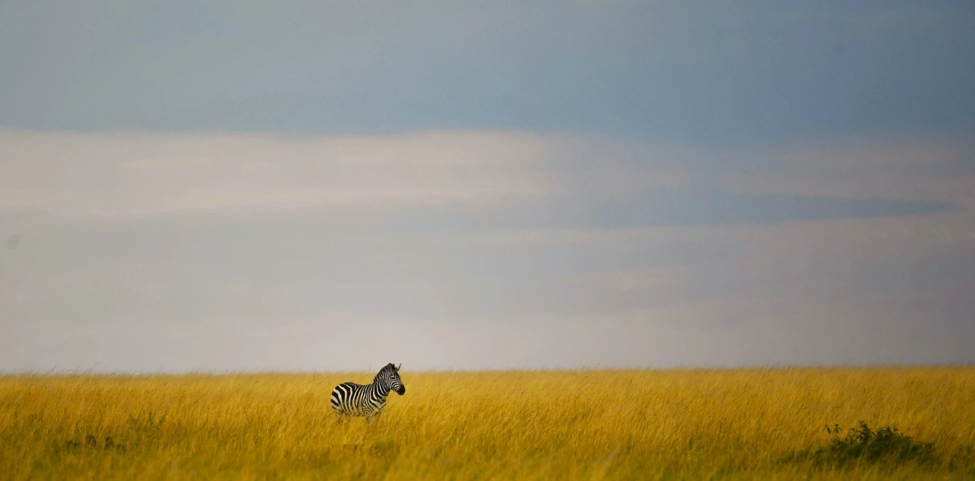 Fly-In Gorilla Experience 3 Days / 2 Nights