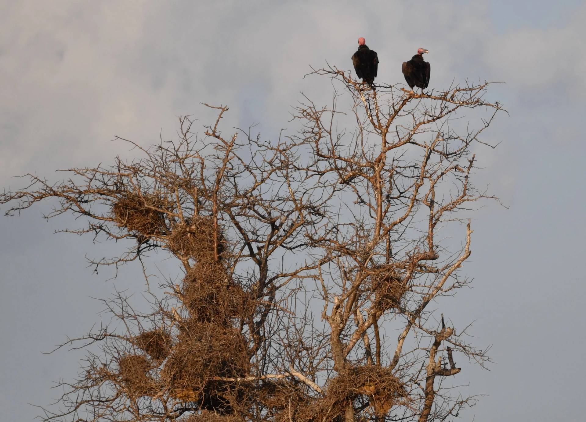 Nyungwe Fly-In Primate Escape 3 Days / 2 Nights