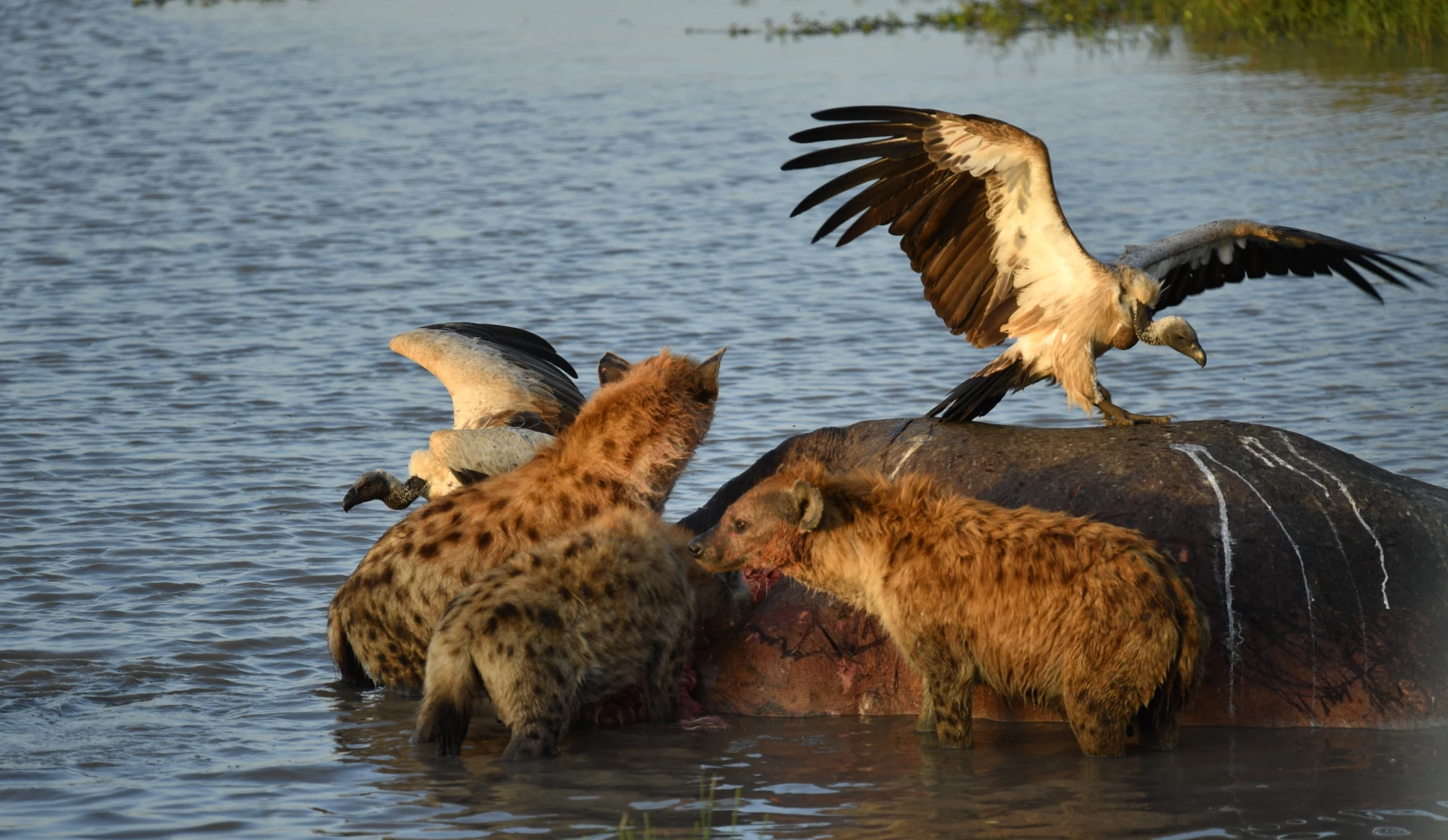 Akagera Luxury Fly-In Safari 4 Days / 3 Nights