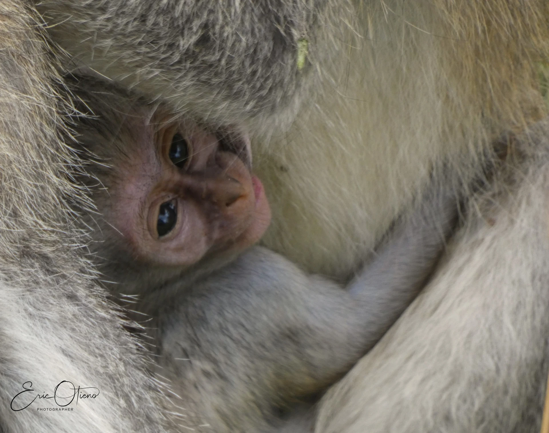 Nyungwe Chimpanzee Fly-In Safari 4 Days / 3 Nights