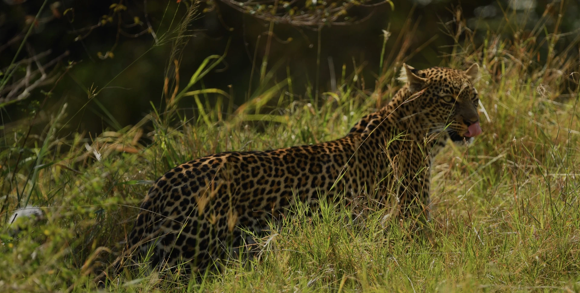 Rwanda Air & Primate Explorer 4 Days / 3 Nights