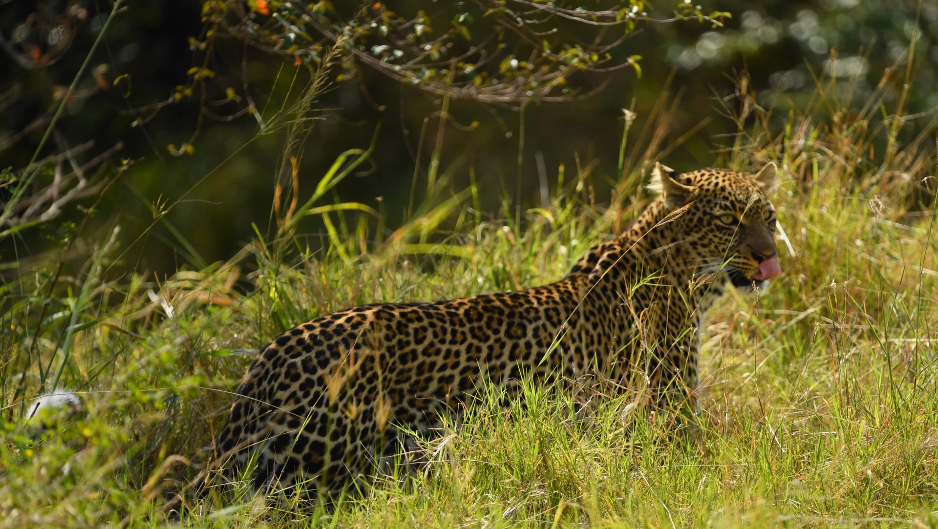 Big Five & Gorillas by Air 5 Days / 4 Nights