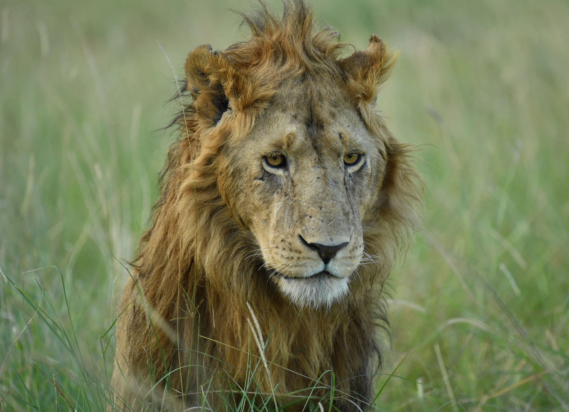 Rwanda Primate Air Safari 5 Days / 4 Nights