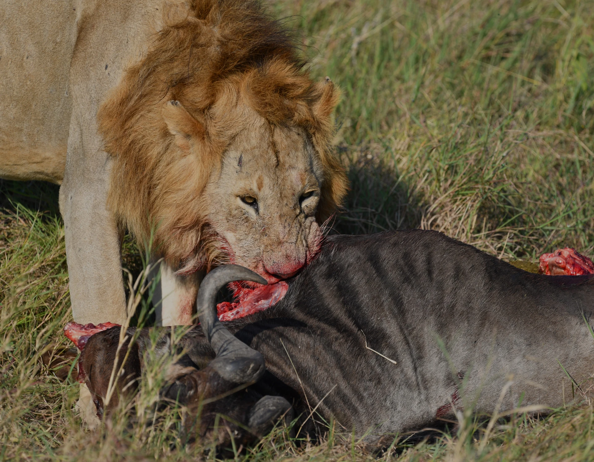Akagera & Nyungwe Air Adventure 5 Days / 4 Nights