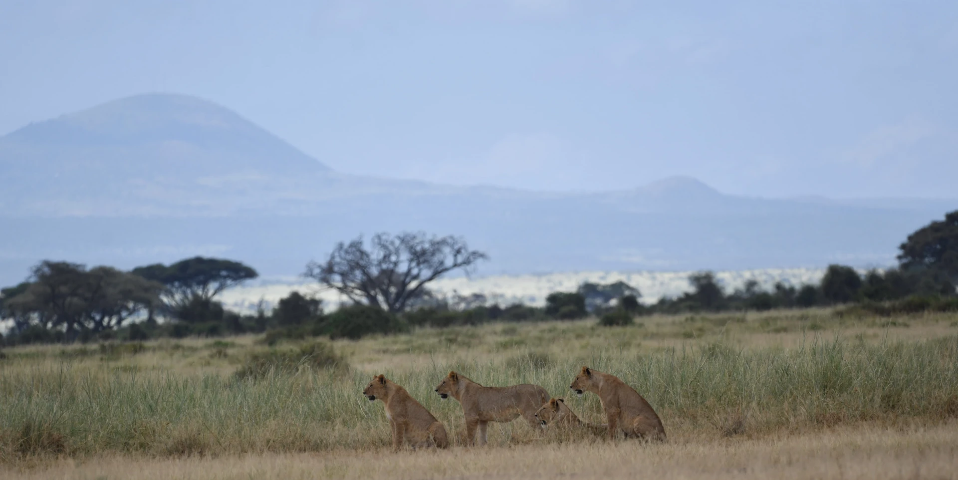 Big Five, Chimps & Gorillas by Air 6 Days / 5 Nights