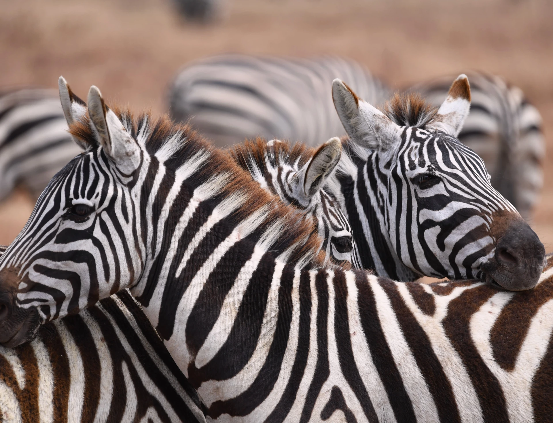 Rwanda Three Parks by Air 6 Days / 5 Nights