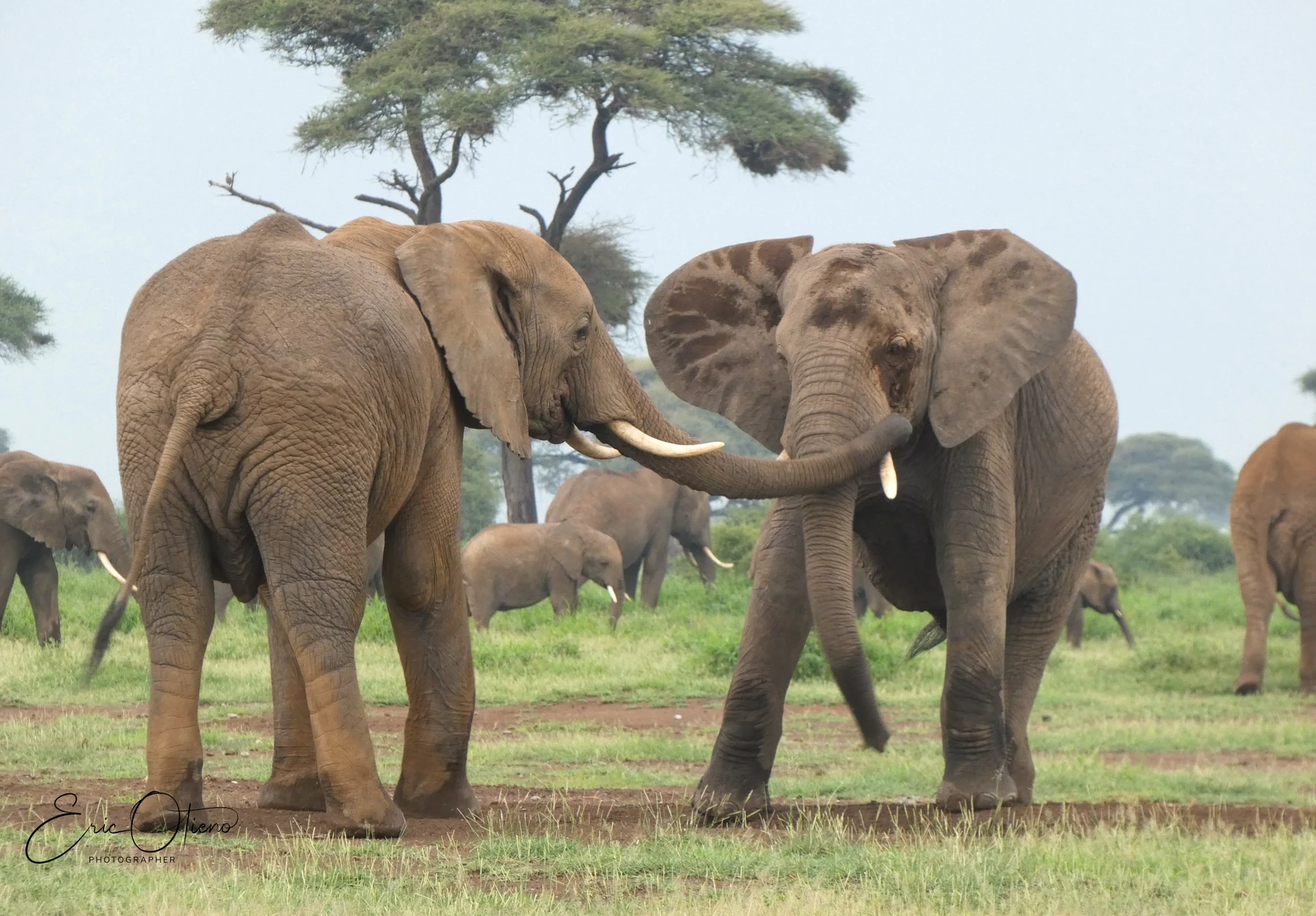 Mount Kenya Scenic Experience