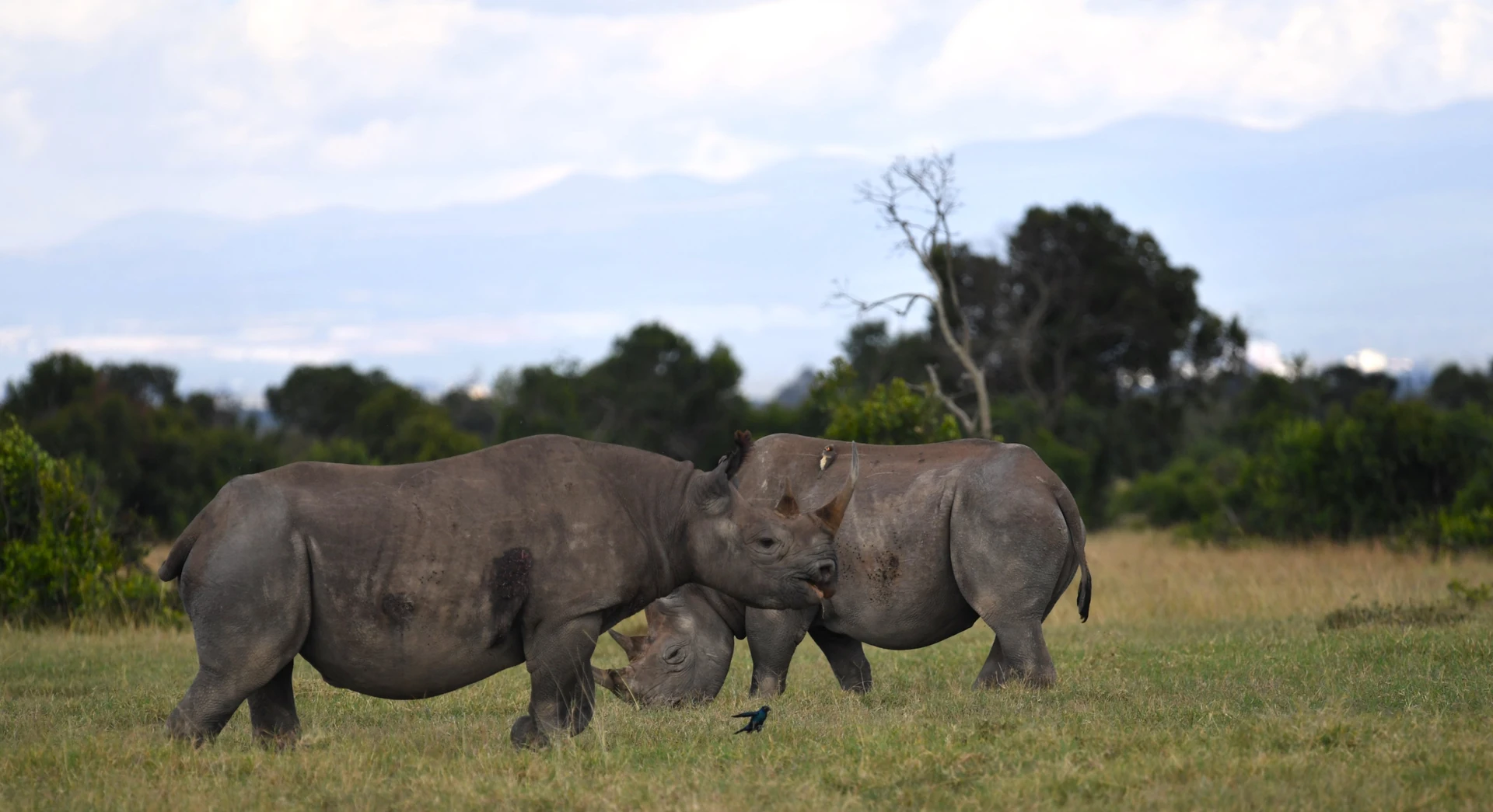 Solio Rhino Sanctuary Experience