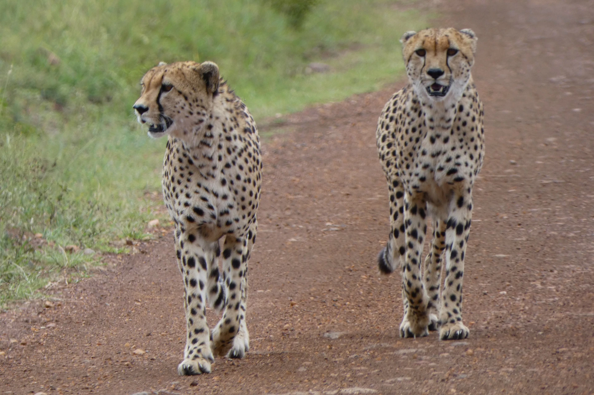Masai Mara Fly-In Escape