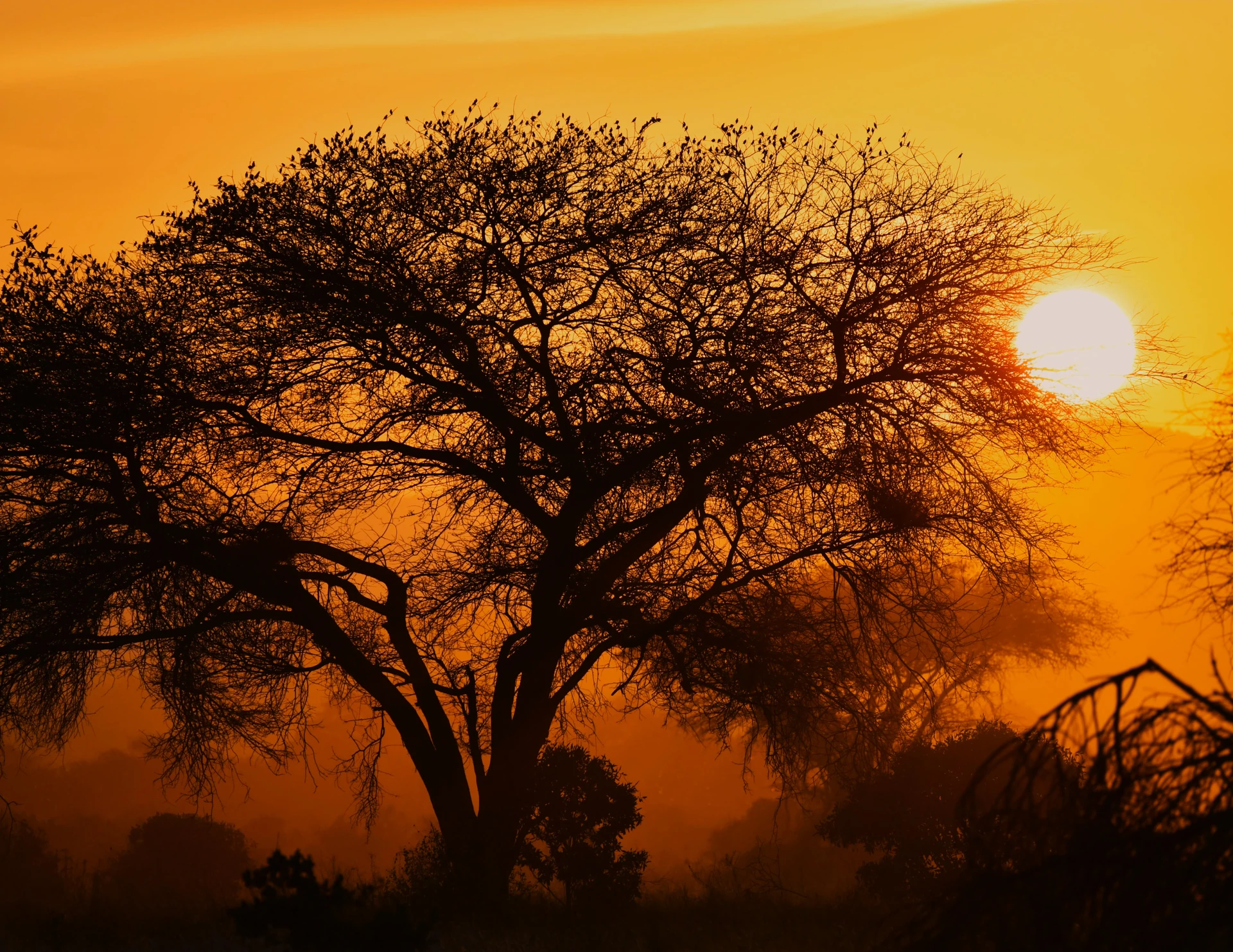 Nairobi Wildlife Express