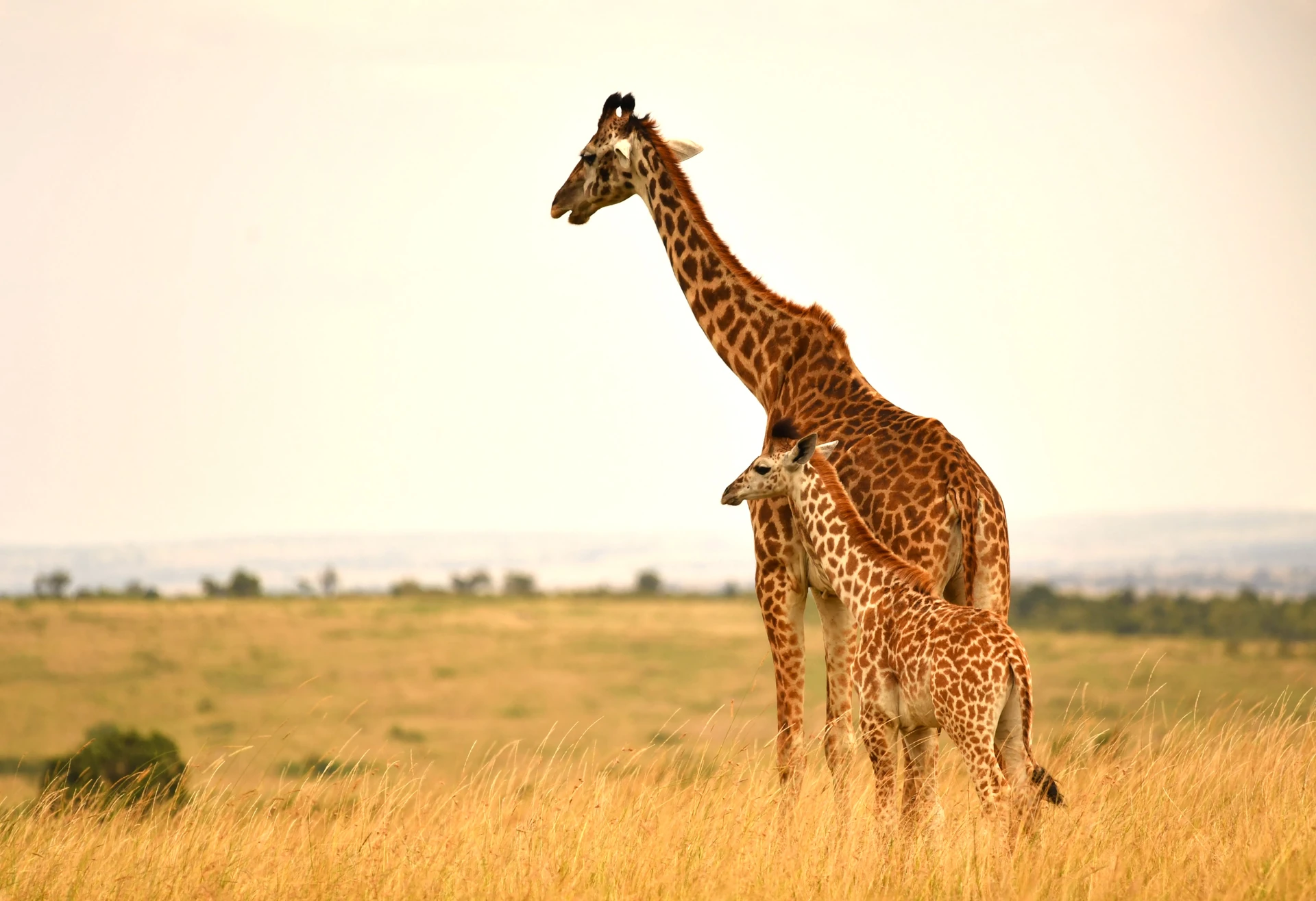 Amboseli Fly-In Safari