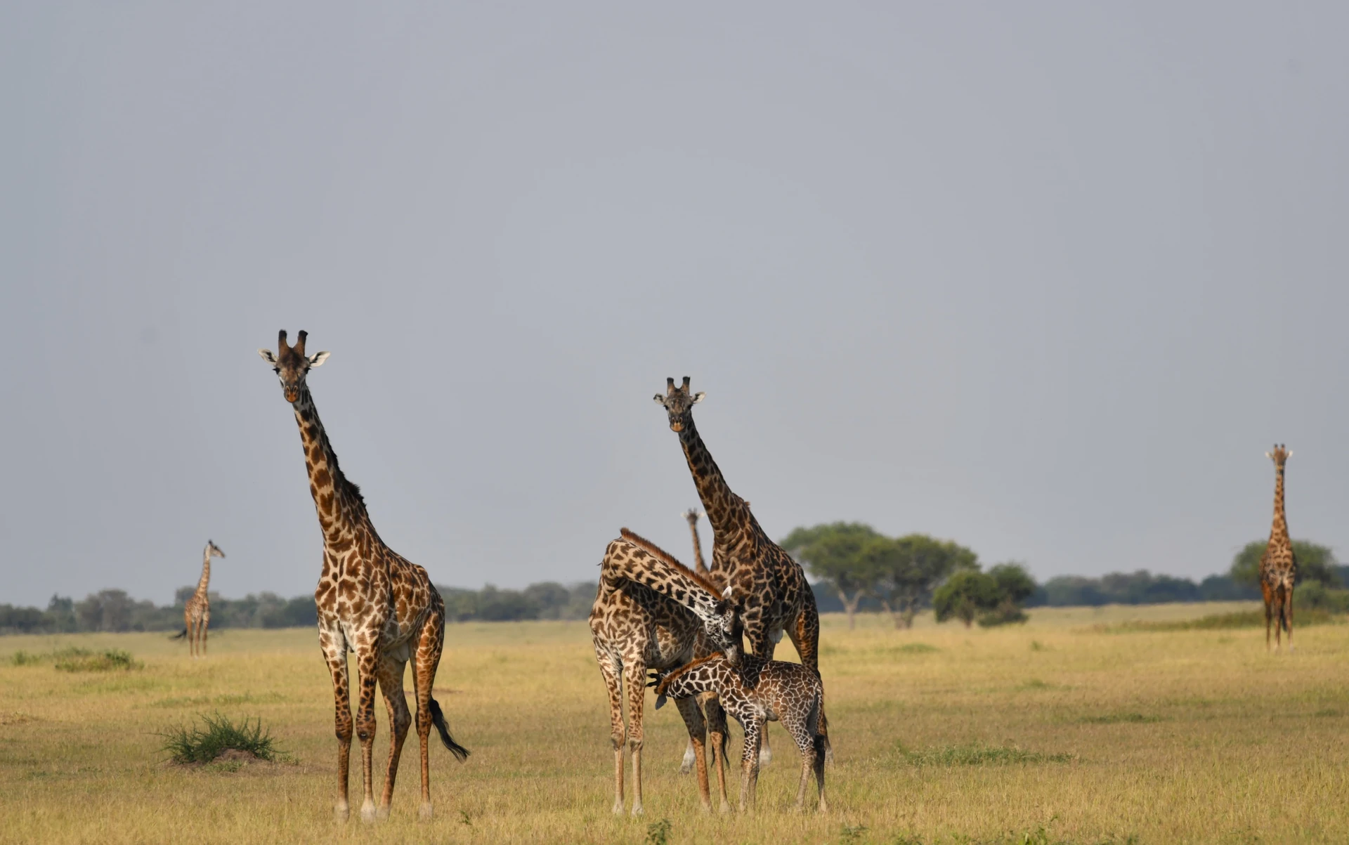 Samburu Fly-In Adventure