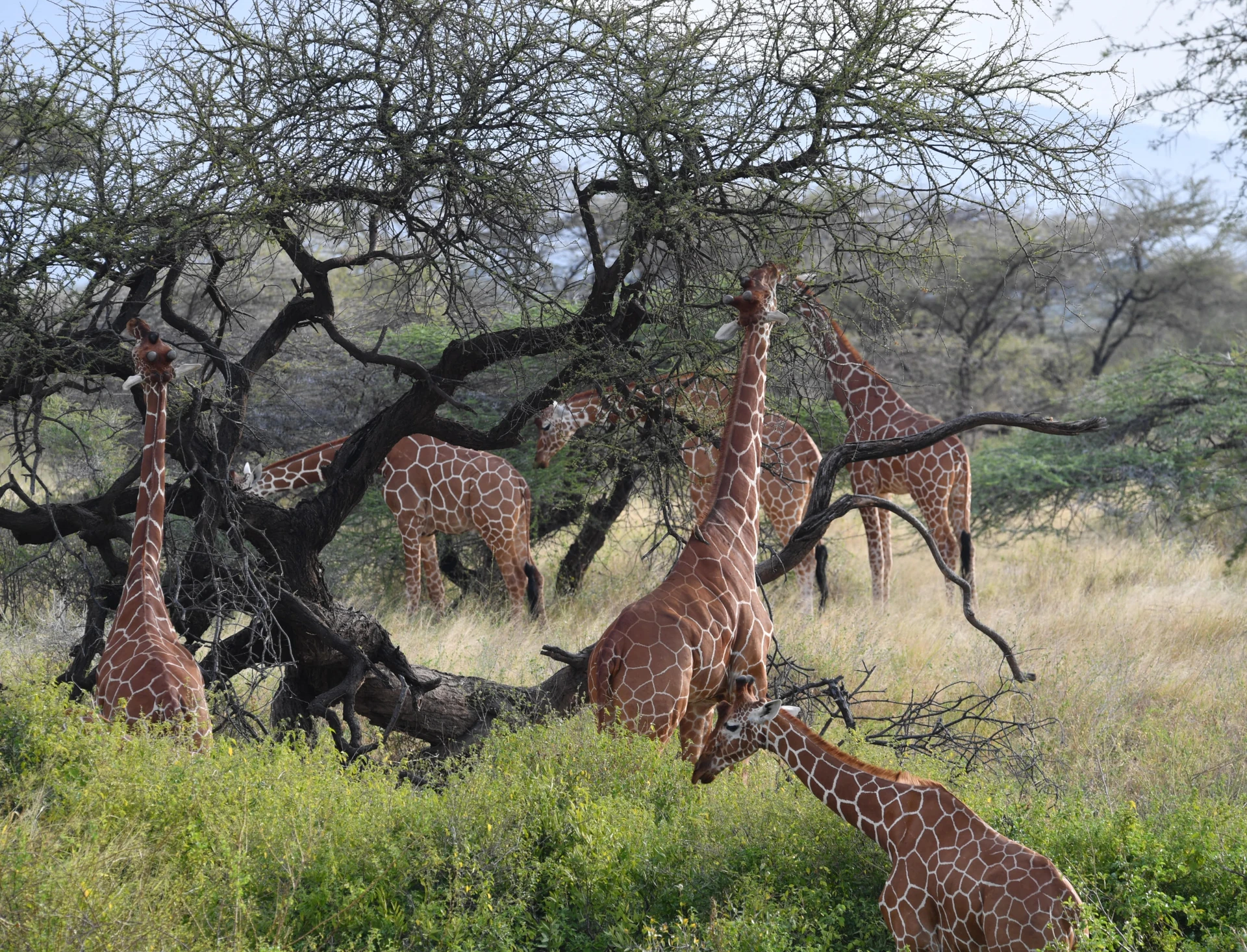 Ol Pejeta Fly-In Safari