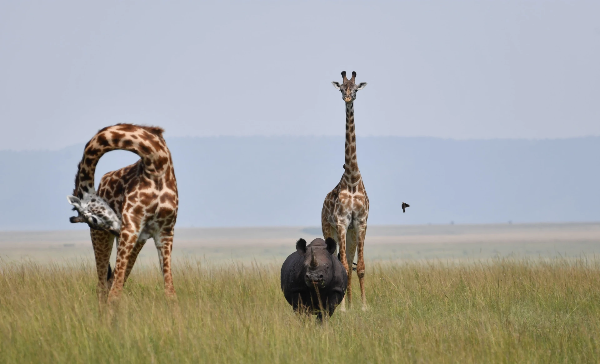Masai Mara Flying Safari