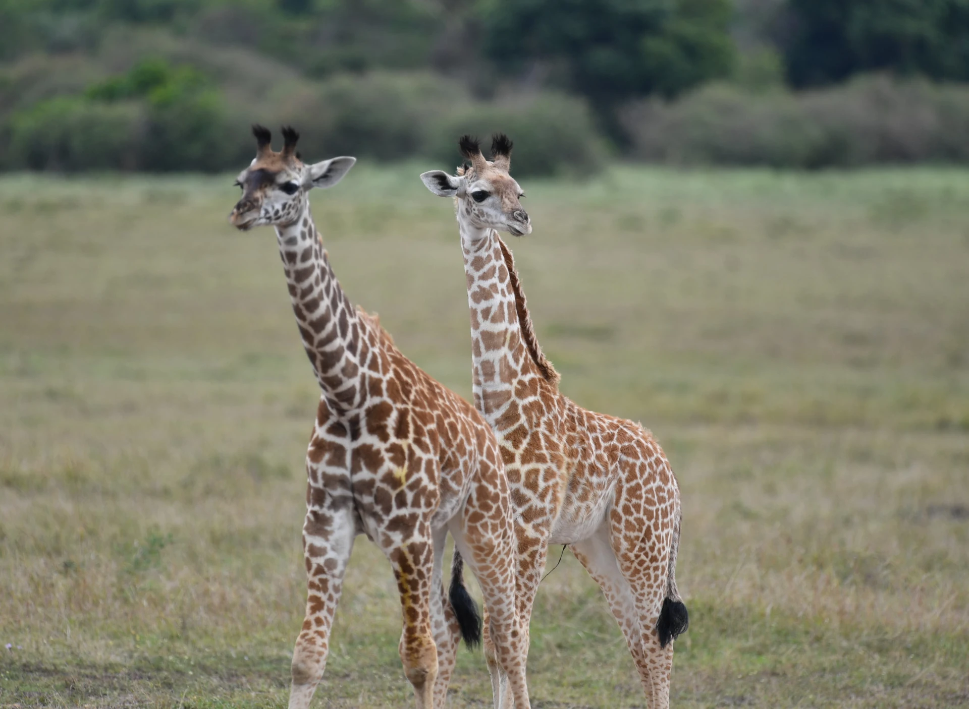 Amboseli & Chyulu Fly-In